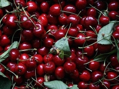Visita a Modena e Sagra della Ciliegia a Vignola - dal 3 al 4 giugno