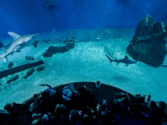 Visita all’acquario di Genova - Sabato 9 novembre 2024