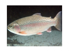 Raduno di Pesca in Darsena (località Marghera) - 7 giugno