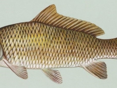 Raduno di Pesca fiume Sile - 17 maggio