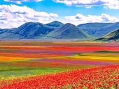 FIORITURA LENTICCHIE A CASTELLUCCIO DI NORCIA