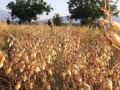 Giornata in Natura: Dal fiume Lete al Cece di Teano -  con Pranzo Sociale -Sabato 28 Giugno 2025 ore 10:30