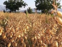 Giornata in Natura: Dal fiume Lete al Cece di Teano Sabato 13 Settembre 2025
