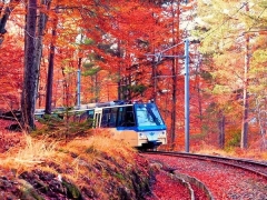 Il Foliage delle Alpi - dal 17 al 19 ottobre 2025