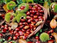 Giornata in campagna con pranzo: MULINI CASTAGNE E SAPORI DI AUTUNNO Sabato 08 Novembre 2025 ore 10:30