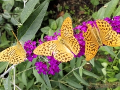 FIORITURA DELLE FARFALLE - sabato 23 maggio 2026